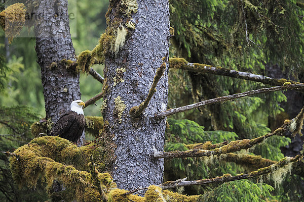Kanada  British Columbia  Khutzeymateen Proßincial Park  Weißkopfseeadler  Haliaeetus leucocephalus