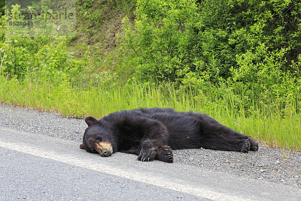Kanada  British Columbia  Toter Schwarzbär am Straßenrand am Stewart-Cassiar Highway