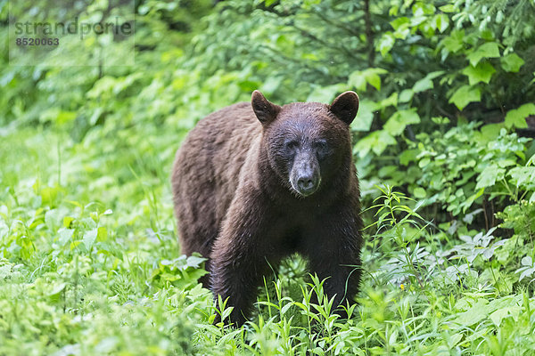 Kanada  British Columbia  Wells Gray Proßincial Park  Amerikanischer Schwarzbär  Ursus americanus cinnamomum