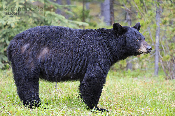 Kanada  Rocky Mountains  Alberta. Jasper Nationalpark  Amerikanischer Schwarzbär (Ursus americanus) auf der Wiese