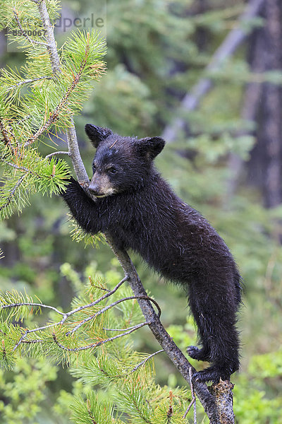 Canada  Rocky Mountains  Alberta. Jasper National Park  American black bear (Ursus americanus) bear cub climbing on tree