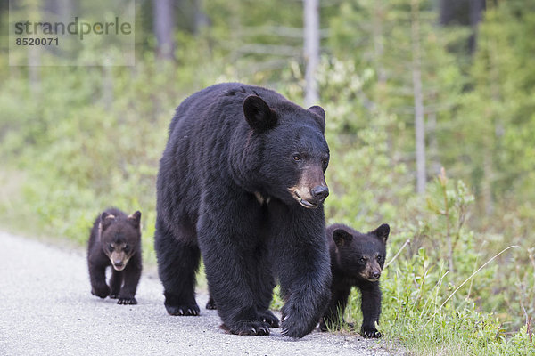 Canada  Rocky Mountains  Alberta. Jasper National Park  American black bear (Ursus americanus) with bear cubs walking on a road