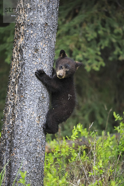 Kanada  Rocky Mountains  Alberta. Jasper Nationalpark  Amerikanischer Schwarzbär (Ursus americanus) Bärenjunges beim Klettern am Baum