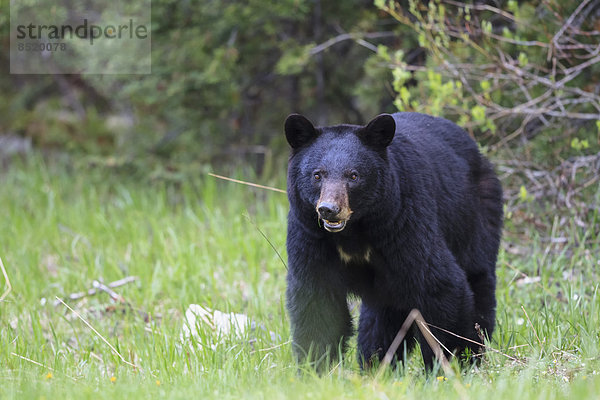 Kanada  Rocky Mountains  Alberta. Jasper Nationalpark  Banff Nationalpark  Amerikanischer Schwarzbär (Ursus americanus) auf einer Wiese