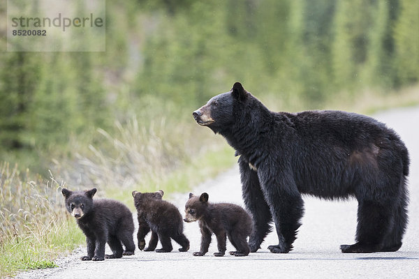 Kanada  Rocky Mountains  Alberta. Jasper Nationalpark  Amerikanischer Schwarzbär (Ursus americanus) mit Bärenjungen  die eine Straße überqueren.