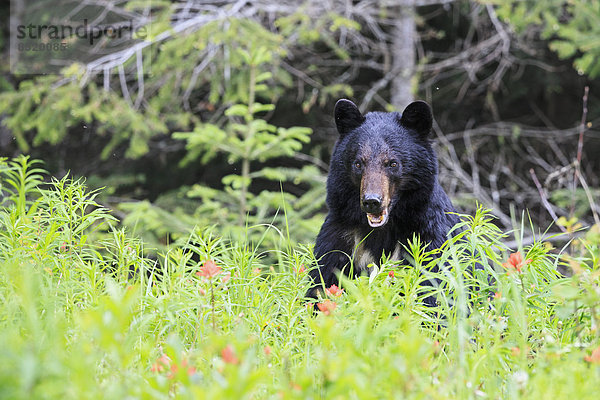 Kanada  Rocky Mountains  Alberta. Jasper Nationalpark  Amerikanischer Schwarzbär (Ursus americanus) auf einer Wiese
