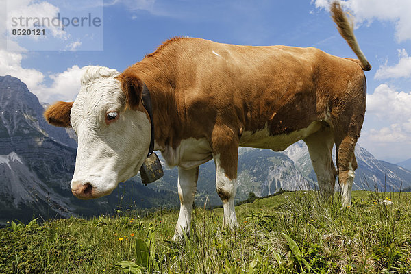 Österreich  Tirol  Karwendelgebirge  Region Ahornboden  Kuh auf der Weide