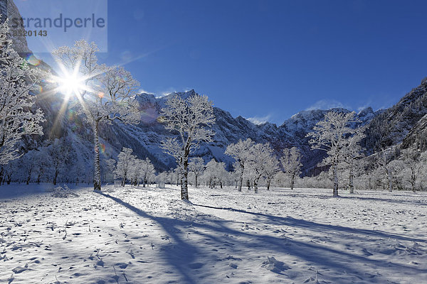 Austria  Tyrol  Eng  Grosser Ahornboden  landscape with snow coßered maple trees
