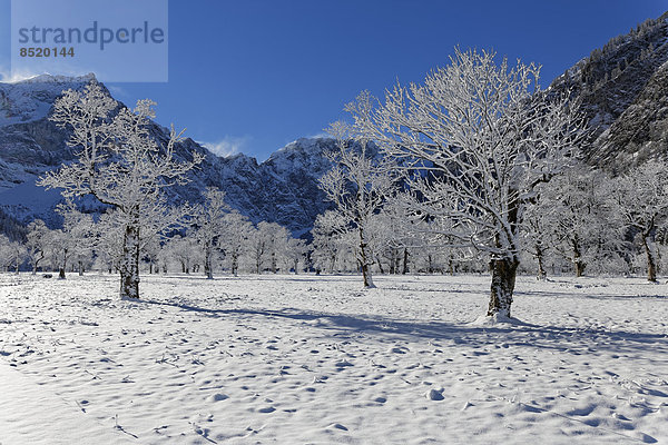 Austria  Tyrol  Eng  Grosser Ahornboden  landscape with snow coßered maple trees