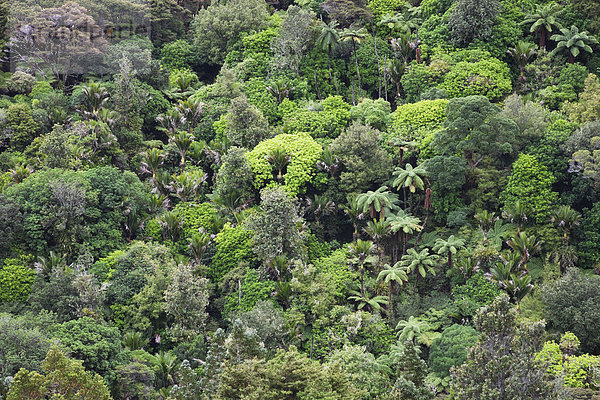 Neuseeland  Coromandel Peninsula  Teil des Regenwaldes