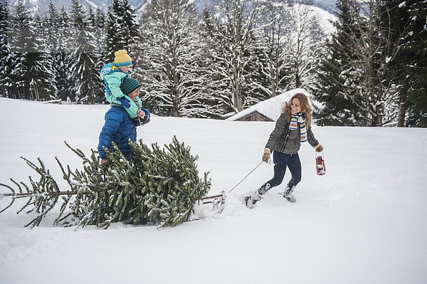 Österreich  Salzburger Land  Altenmarkt-Zauchensee  Familienwandern im Schnee  Weihnachtsbaum tragend