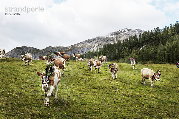 Österreich  Salzburger Land  Altenmarkt-Zauchensee  Abtransport der Rinder von der Alm