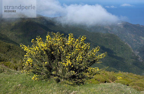 Portugal  Madeira  Hochebene Paul da Serra  Furze  Ulex Europaeus