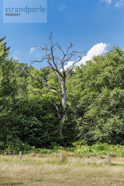 Deutschland  Niedersachsen  Toter Baum