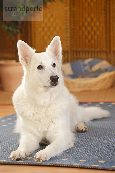 Berger Blanc Suisse  Weißer Schweizer Schäferhund  auf Teppich liegend