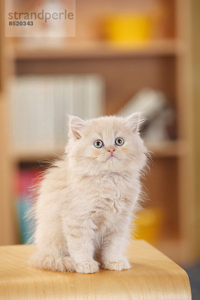British Longhair  kitten  sitting at stool