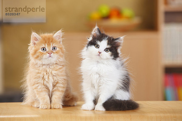 British Longhair  zwei Kätzchen nebeneinander sitzend