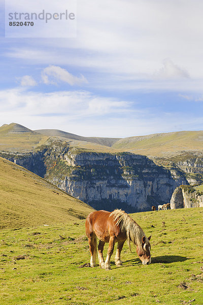 Spanien  Aragonien  Zentralpyrenäen  Nationalpark Ordesa y Monte Perdida  Canon de Anisclo  Wildpferde auf der Wiese