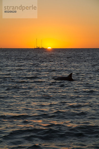 Australia  Western Australia  Perth  sailing boat and dolphin at sunset on the ocean