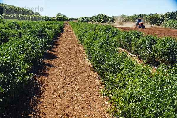 Australia  Western Australia  Carnarßon  Chilli plants on farm