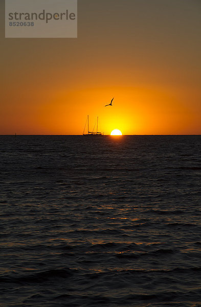 Australien  Westaustralien  Perth  Segelboot und Möwe bei Sonnenuntergang auf dem Meer