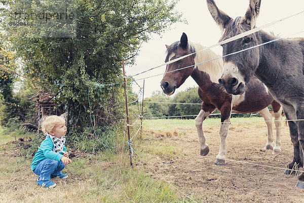 Kleiner Junge  der ein Pferd und einen Esel beobachtet.