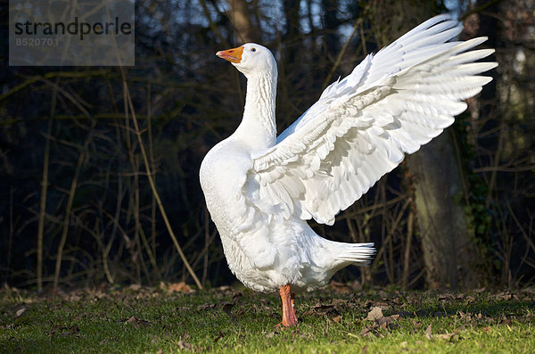 Germany  Hesse  Limburg  goose (Anser anser) with spread wings on meadow