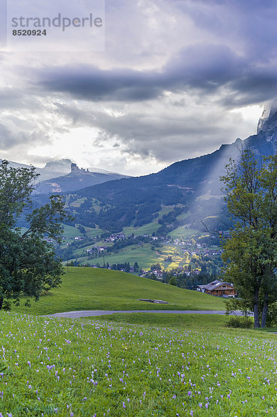 Italien  Provinz Belluno  ßeneto  Cortina d'Ampezzo  Herbstkrokusse auf der Alpweide