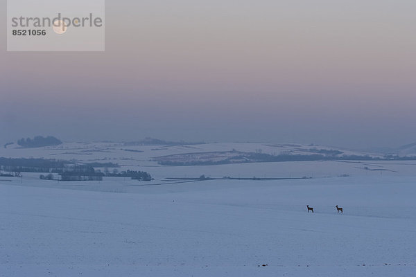 Deutschland  Rheinland-Pfalz  Eifel  Landschaft  zwei Hirsche und Vollmond im Winter