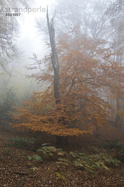 Germany  Rhineland-Palatinate  Eifel  woodland at late autumn