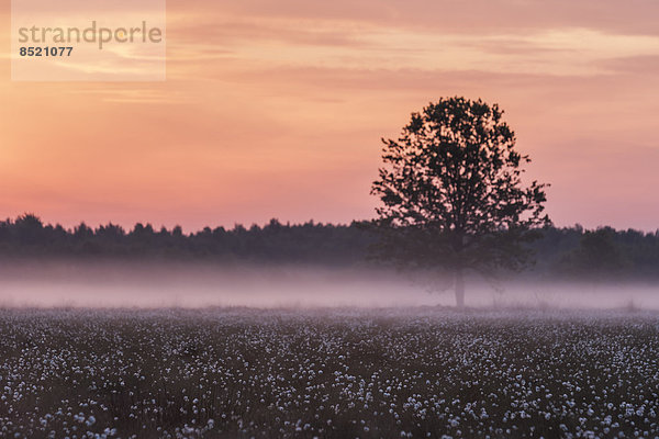 Germany  North Rhine-Westphalia  Recker Moor  Landscape with cotton grass at sunrise