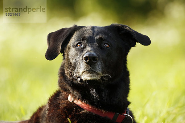 Germany  Baden-Wuerttemberg  black dog  mixed breed  portrait