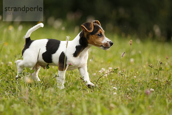 Deutschland  Baden-Württemberg  Jack Russel Terrier Welpe läuft auf der Wiese