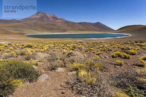 South America  Chile  Atacama Desert  Laguna Miniques  in the background Andes