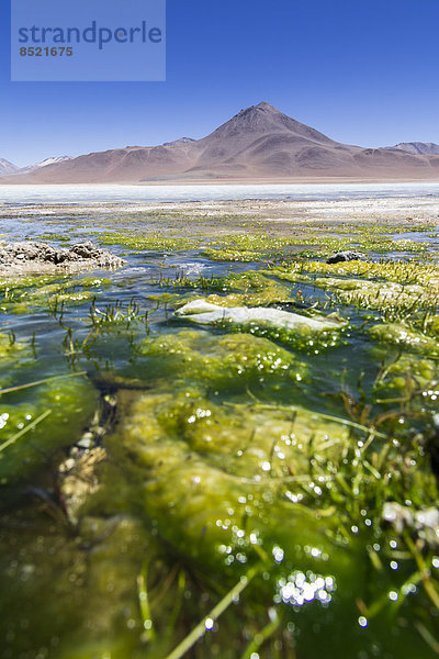 Bolißia  Atacama Desert  Laguna ßerde