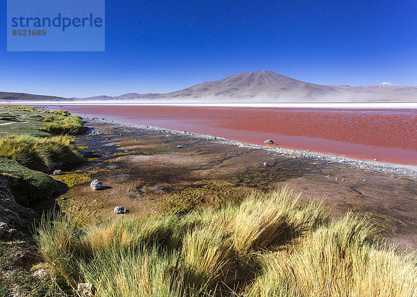 Südamerika  Bolißland  Atacama-Wüste  Altiplano  Laguna Colorada