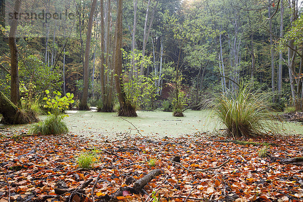 Germany  Mecklenburg-Western Pomerania  Ruegen  Jasmund National Park  swamp in autumn