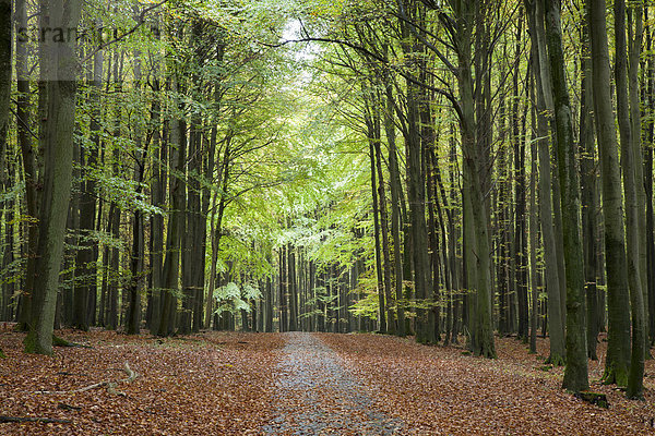 Deutschland  Mecklenburg-Vorpommern  Rügen  Nationalpark Jasmund  Waldweg  Buchenwald im Herbst