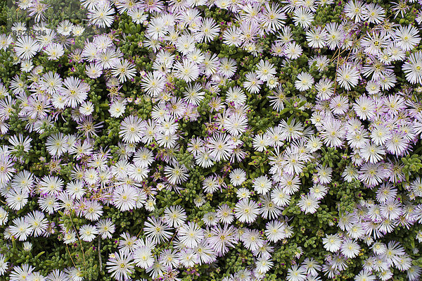 Blühendes Eiskraut (Mesembryanthemum crystallinum)  Costa Brava  Spanien