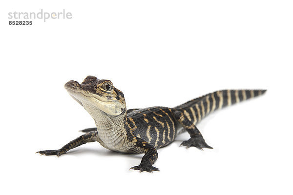 Mississippi-Alligator auch Hechtalligator (Alligator mississippiensis)  Jungtier