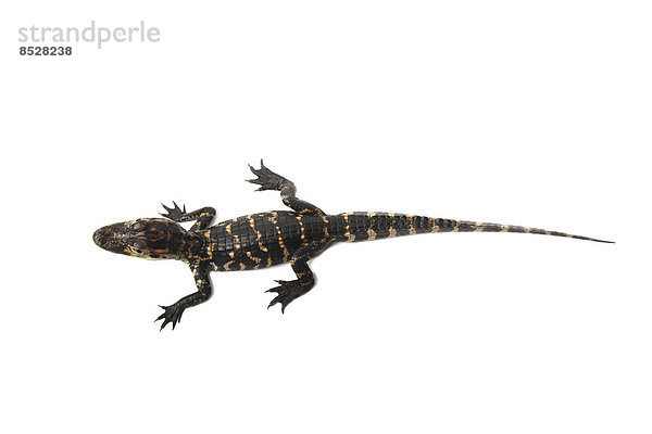 Mississippi-Alligator auch Hechtalligator (Alligator mississippiensis)  Jungtier