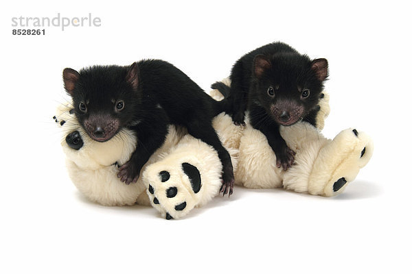 Beutelteufel auch Tasmanischer Teufel (Sarcophilus harrisii)  zwei Jungtiere auf einem Stofftier