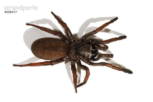 Sydney Brown Trapdoor Spider  Falltürspinne (Misgolas rapax)
