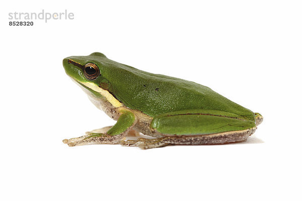 Eastern Dwarf Tree Frog  Australische Laubfrosch-Unterart (Litoria fallax)