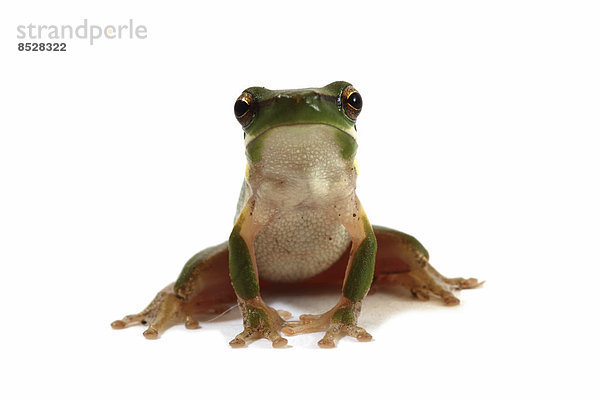 Eastern Dwarf Tree Frog  Australische Laubfrosch-Unterart (Litoria fallax)