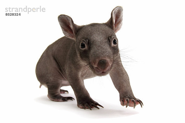 Wombat  Nacktnasenwombat (Vombatus ursinus)  Jungtier