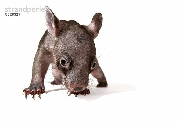 Wombat  Nacktnasenwombat (Vombatus ursinus)  Jungtier