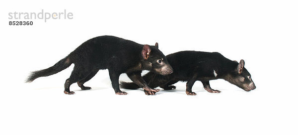 Beutelteufel auch Tasmanischer Teufel (Sarcophilus harrisii)  zwei Jungtiere  juvenil
