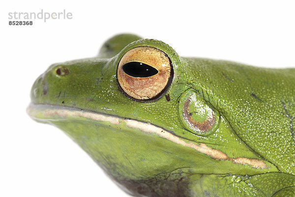 Riesenlaubfrosch (Litoria infrafrenata)