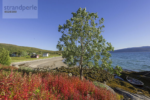 Boot in der Bucht Gamvika  vorne herbstlich verfärbte Blätter von Weidenröschen  Insel Senja  Troms  Norwegen